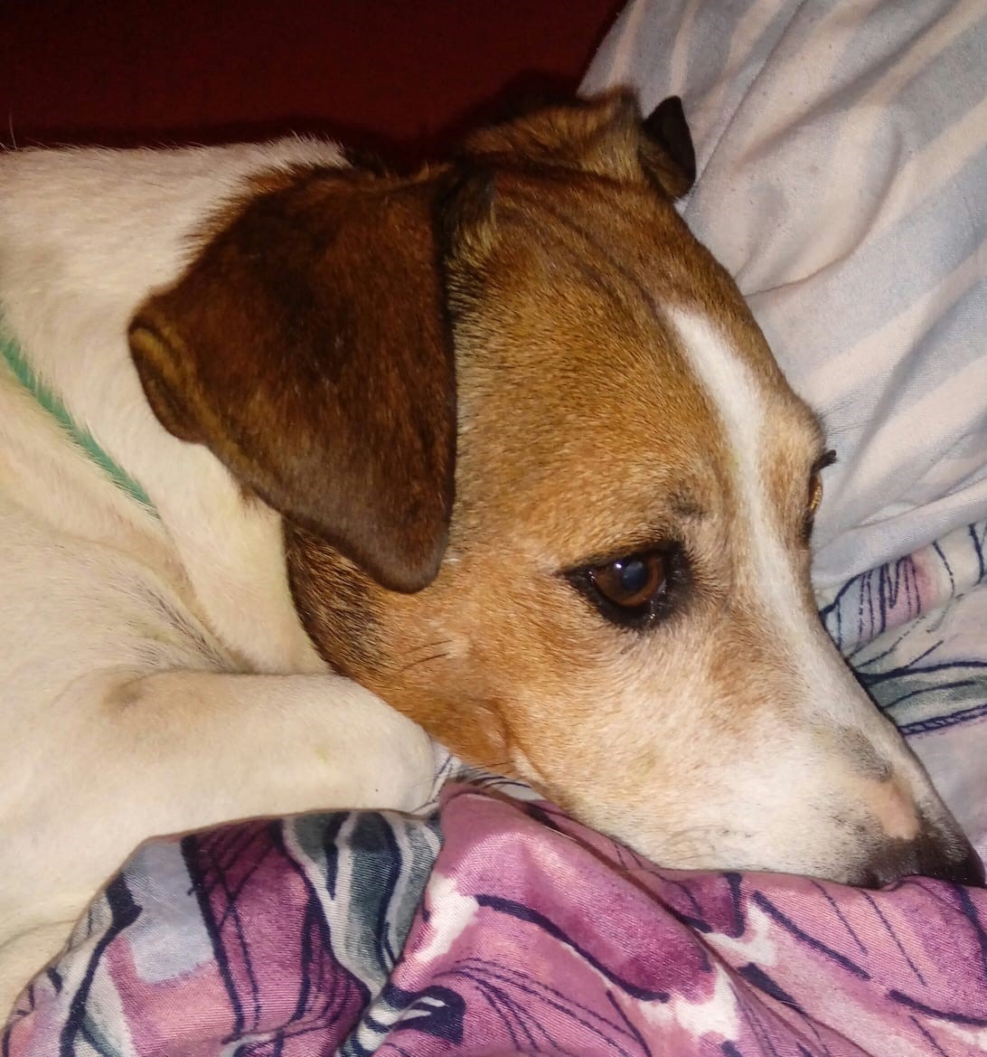 BULL on werescuepets.co.za